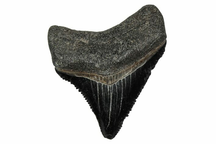 Serrated, Juvenile Megalodon Tooth - South Carolina #340746